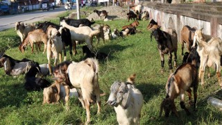 दाङमा ज्यूँदो खसीबोकाको खरिद मूल्य निर्धारण, केजीकाे कति ?