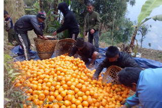 सुन्तला बिक्रीबाट एउटै गाउँमा साढे दुई करोड भित्रियो