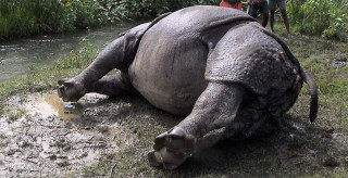 १३ वर्षमा मरे २८९ गैँडा किन मरे ?