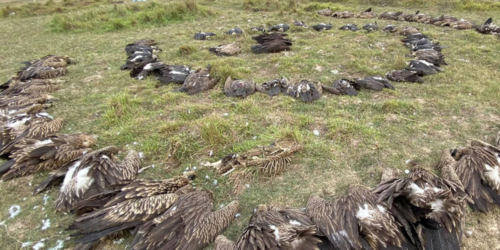 करेन्ट लागेर मरे गिद्ध