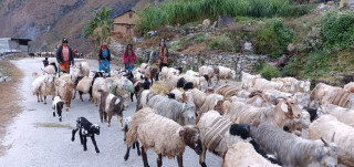 पिपिआर रोगविरुद्ध सप्ताहव्यापी खोप अभियान