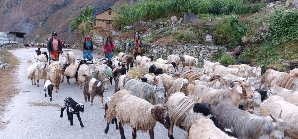पिपिआर रोगविरुद्ध सप्ताहव्यापी खोप अभियान