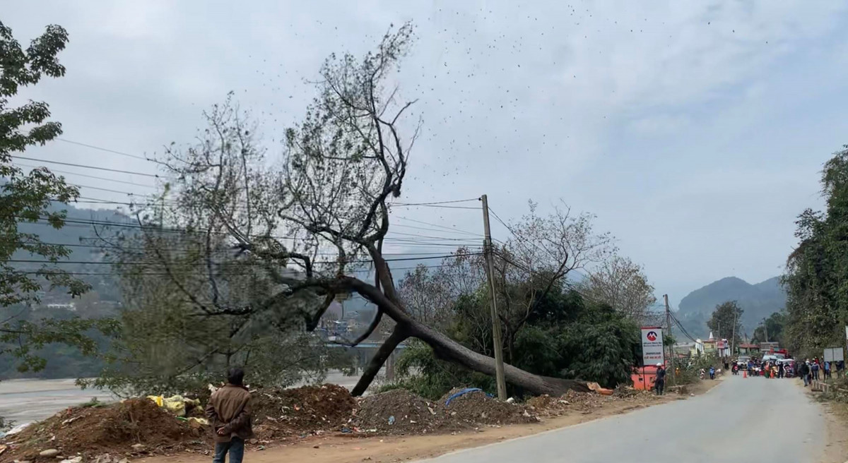 पृथ्वीराजमार्गमा सडक विस्तारका क्रममा ३८४ रुख कटान