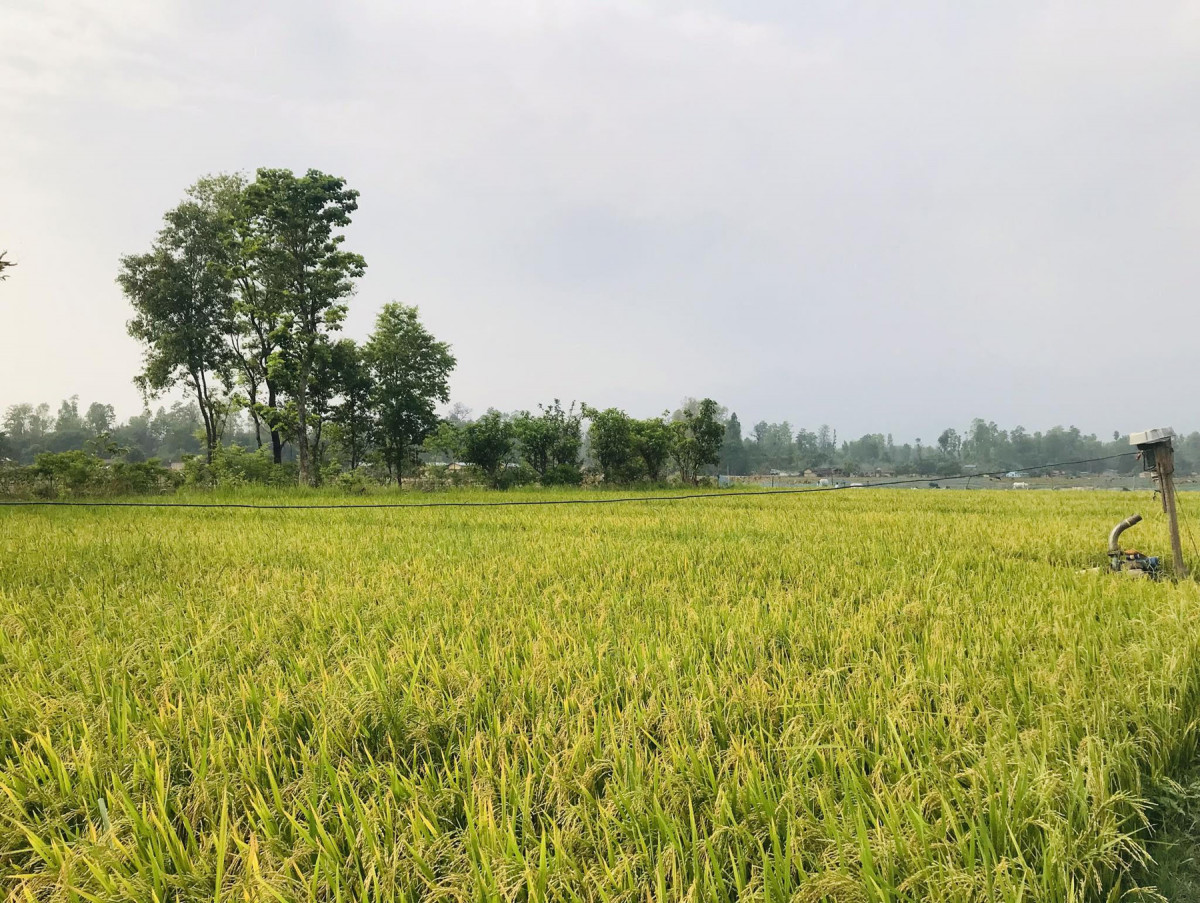 चैते धान खेतीतर्फ आकर्षण बढ्दै