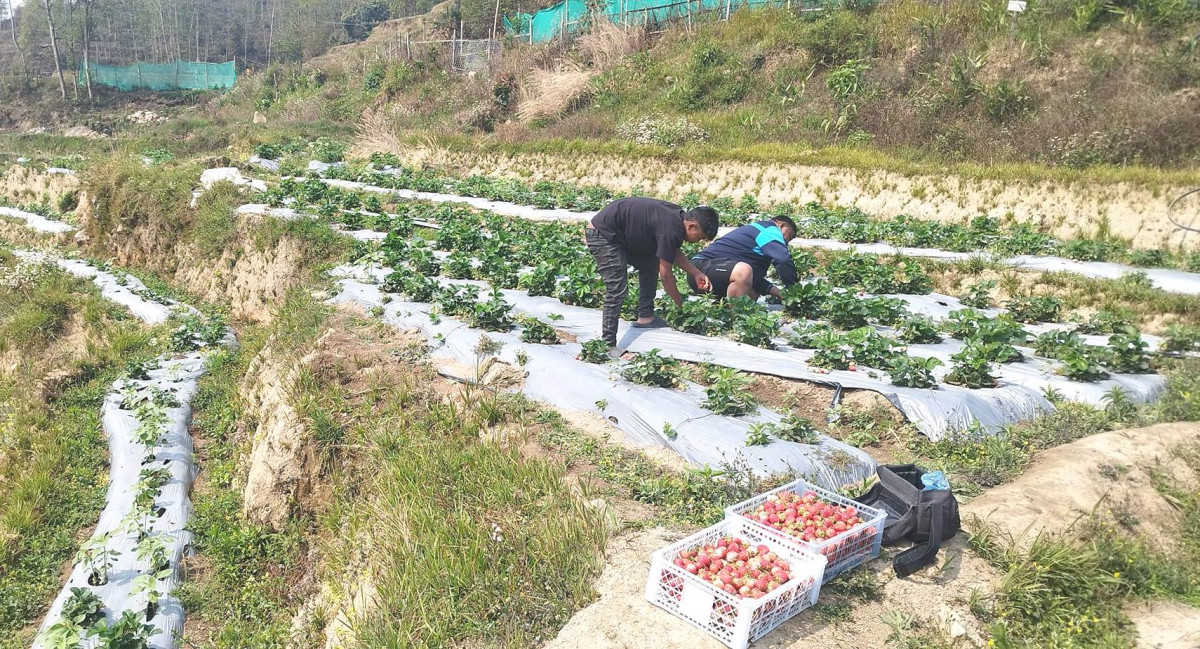 भोजपुरका किसान स्ट्रबेरीको माग देखेर उत्साहित छन्