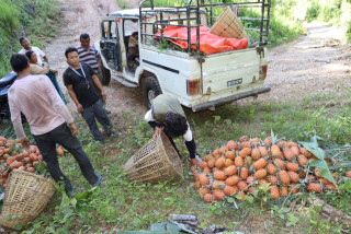 आम्दानीको बलियो स्रोत भुइँकटहर खेती