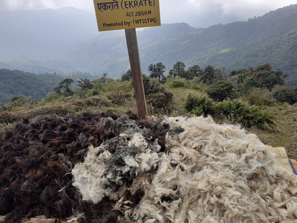 व्यावसायिक भेडापालनमा लागेका किसान ऊन बिक्री नहुँदा चिन्तामा