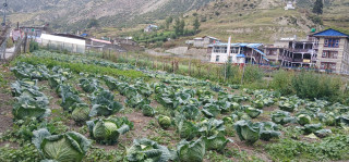मनाङमा फस्टाउँदै बेमौसमीखेती