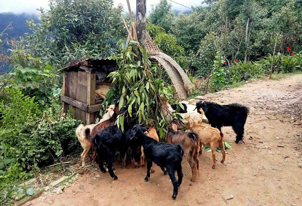 टेम्के मैयुङका युवा कृषि कर्ममा रमाउँदै