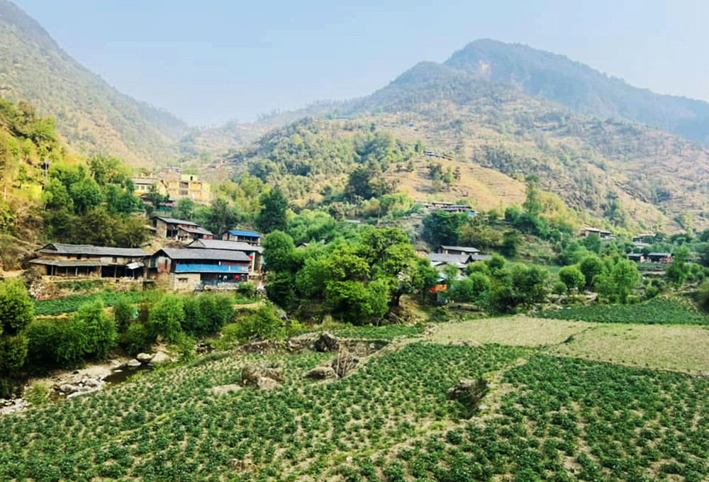 छपन्न हजार दुई सय चालिस ‘मेट्रिकटन’ आलु उत्पादन