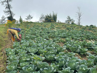 लालीगुराँसका महिला जैविक सागसब्जी उत्पादनमा रमाउँदै