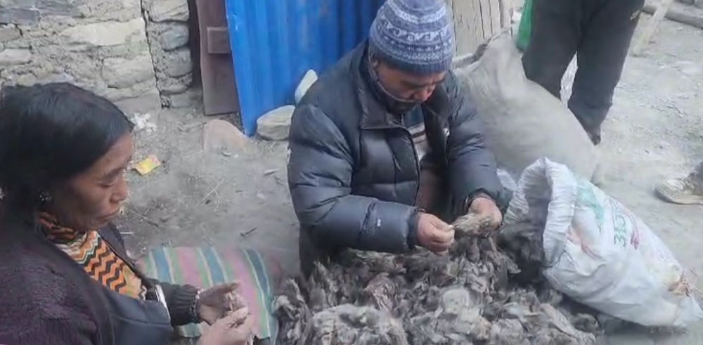 कच्चा पदार्थको आयात घटाउने प्रयासमा पश्मिना उद्योगी