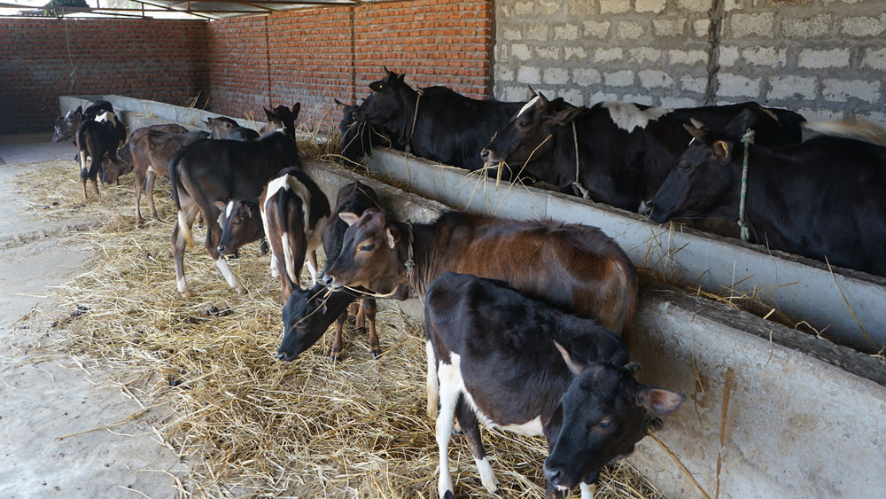 गाई पाल्ने चलन हराउँदै
