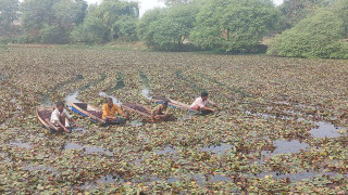 सिँगडाखेतीबाट गाउँमै लाखौँ आम्दानी