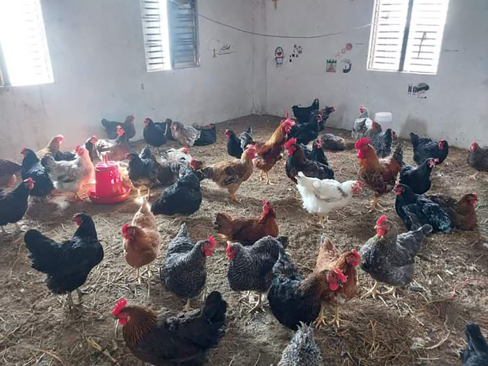 स्कूले विद्यार्थी पढ्दै, कुखुरापालनमा रमाउँदै
