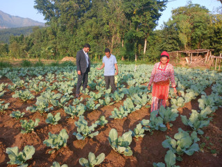 तरकारी खेतीबाट वार्षिक रु सात लाख आम्दानी
