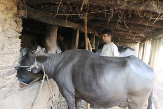 दूध बेचेर वार्षिक २० लाख आम्दानी