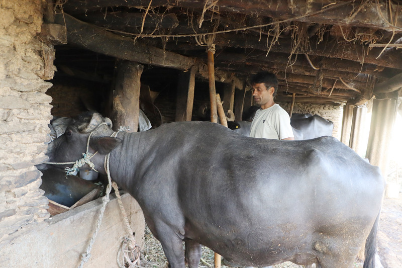दूध बेचेर वार्षिक २० लाख आम्दानी