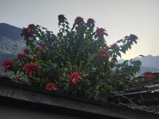 केही वर्षयता लालुपाते फुल्न छाडे