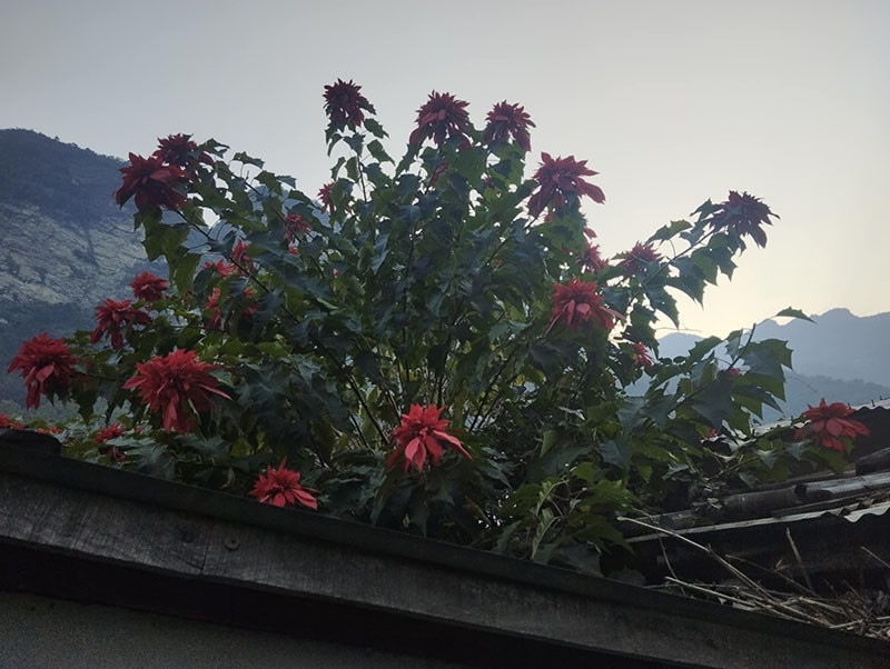 केही वर्षयता लालुपाते फुल्न छाडे