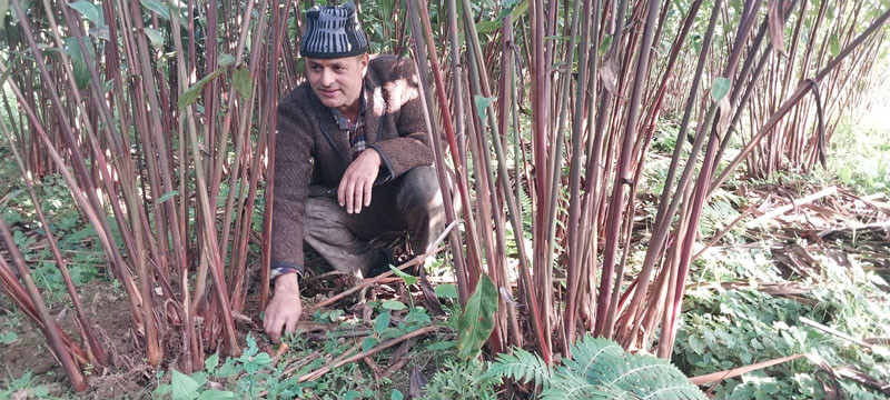 एउटै परिवारद्वारा ३४ लाखको अलैँची उत्पादन