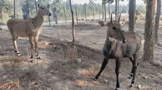 वन्यजन्तुको उद्वार, उपचार तथा पुनःस्थापना केन्द्र स्थापना
