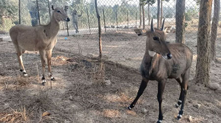 वन्यजन्तुको उद्वार, उपचार तथा पुनःस्थापना केन्द्र स्थापना