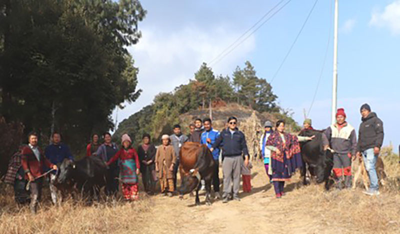 पौवादुङमाद्वारा किसानलाई दूधमा आत्मनिर्भर बन्द उन्नत जातको गाई वितरण