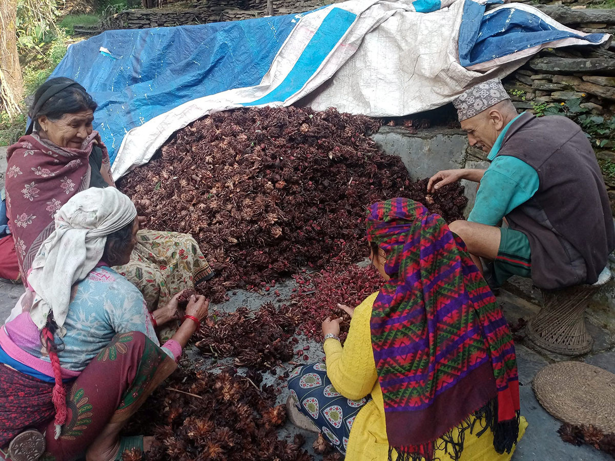 अलैँची उत्पादनमा वृद्धि, एकै वर्षमा ? छ करोडको कारोबार