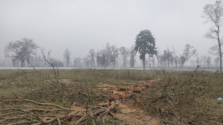 सदरमुकाम निर्माण स्थलका रुख काटियो