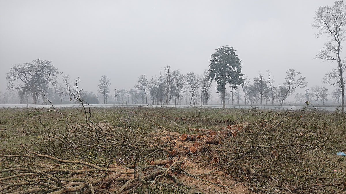 सदरमुकाम निर्माण स्थलका रुख काटियो