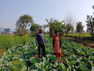 वडाध्यक्ष पोखरेलको लोभलाग्दो कृषि कर्म