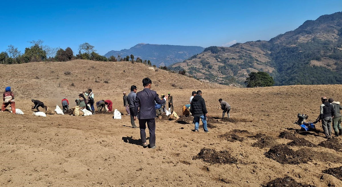 बाँझो जग्गामा आलुखेती