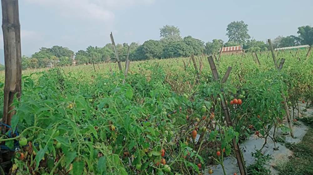 उदाहरणीय कृषक भीमकान्त भन्छ-कृषिमा युवालाई आकर्षिक गर्नुपर्छ