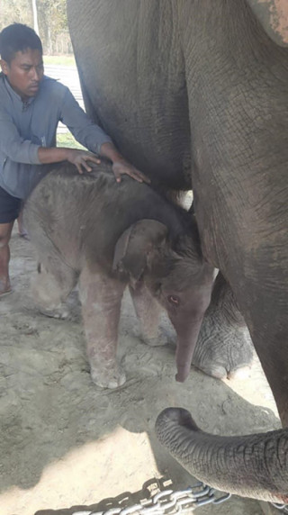 प्रजनन् केन्द्रमा रिमझिमकलीले पाइन् छावा