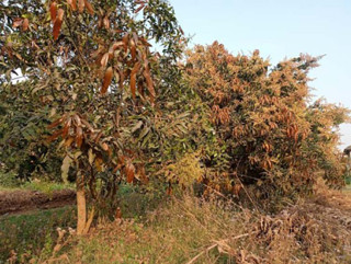 आँपमा ‘अफइयर’ : पुराना बोट फुलेनन्, नयाँ ढकमक्क