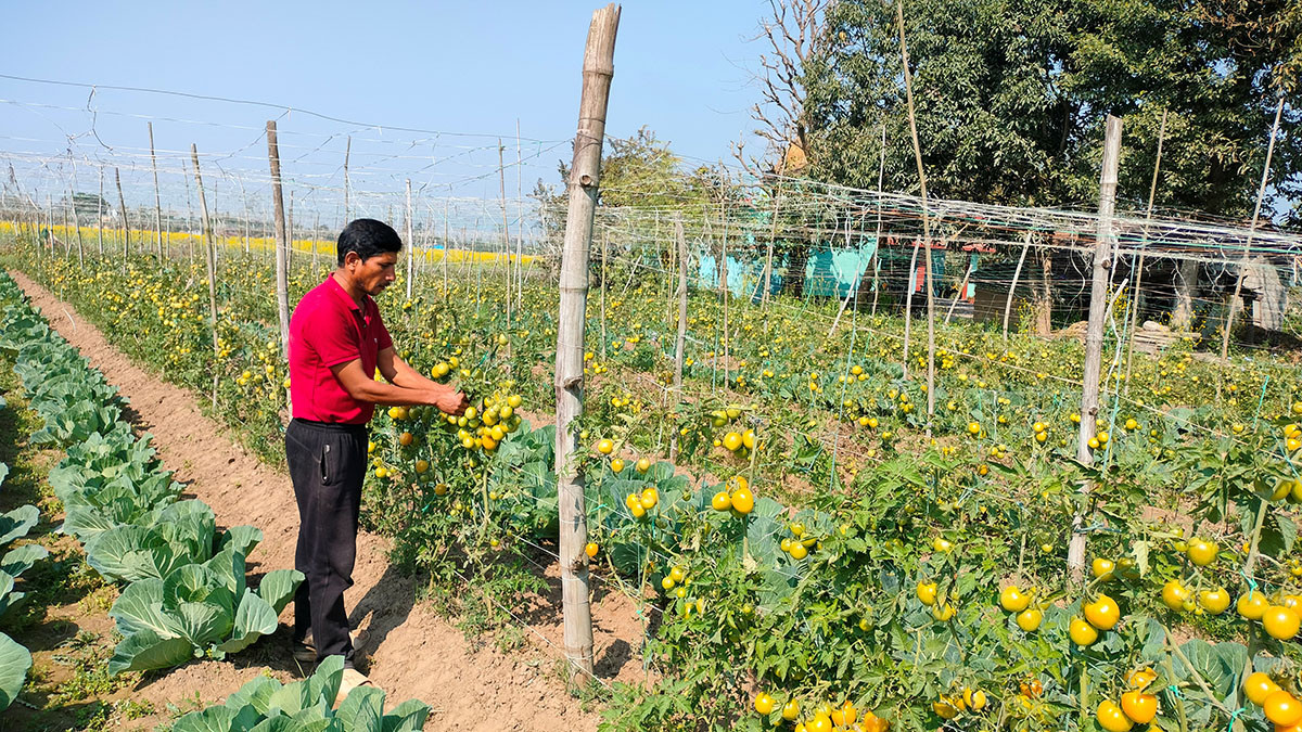 तरकारी खेतीबाट सात लाख आम्दानी