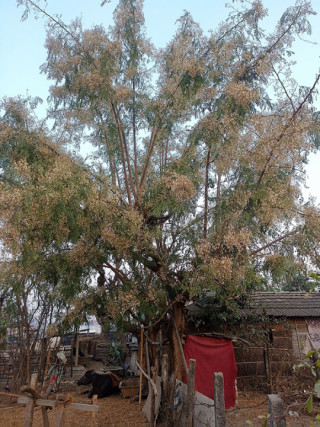सोहिजनका बोट फुलेर सेताम्य