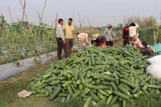 सामूहिक कृषि फार्म सञ्चालन