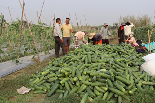 सामूहिक कृषि फार्म सञ्चालन