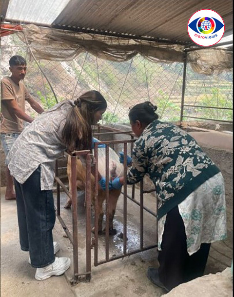 बङ्गुरको नश्ल सुधारका लागि कृत्रिम गर्भाधान