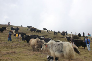 थरीथरीका चौँरी हेर्दै रमाए पर्यटक
