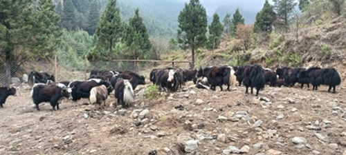 घट्टेखोलामा चौँरी मेला