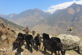 बूढापाकाले मात्र धानेका घुम्ती गोठ