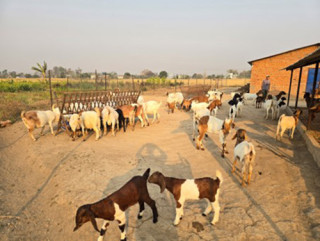 विदेशबाट फर्किएका युवा बाख्रापालनमा