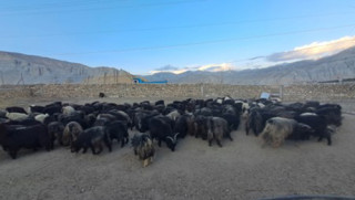 च्याङ्ग्राको नश्ल सुधार तथा अनुसन्धानस्थल बन्दै च्याङ्ग्रा फार्म