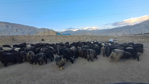 च्याङ्ग्राको नश्ल सुधार तथा अनुसन्धानस्थल बन्दै च्याङ्ग्रा फार्म