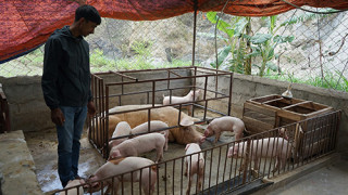 बङ्गुर पालेर स्वरोजगार