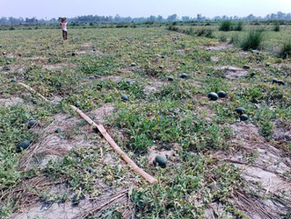 प्रतापपुरमा खरबुजाखेती