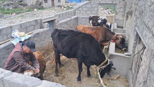 मुस्ताङको स्याङमा उन्नत गाई पालन